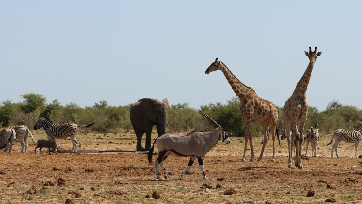 Etosha National Park _ Etosha National Park _