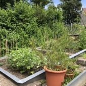 Beete bewachsen Beete bewachsen