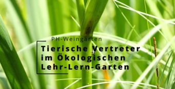 Foto_Video Tiere final Foto_Video Tiere final