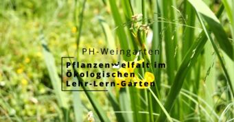 Foto Video Pflanzen_ÖLLG Foto Video Pflanzen_ÖLLG