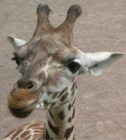 Foto Giraffe_klein Foto Giraffe_klein
