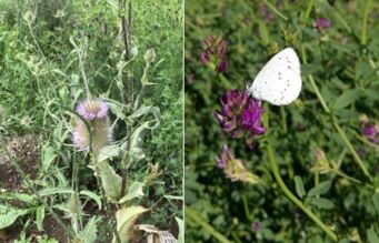 Wildstauden Wildstauden