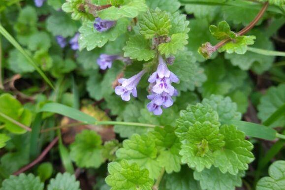 Foto Bio - Gundermann Foto Bio - Gundermann