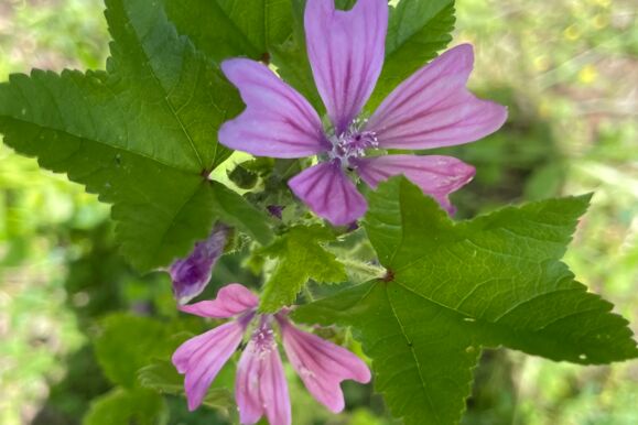 Foto Bio - Wilde Malve Foto Bio - Wilde Malve