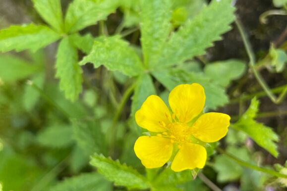 Foto Bio _ Kriechendes Fingerkraut Foto Bio _ Kriechendes Fingerkraut