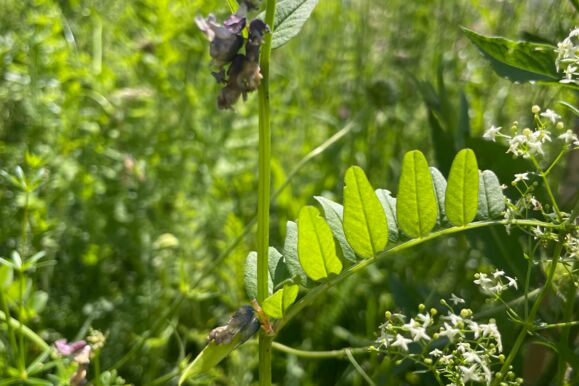 Foto Bio - Zaunwicke Foto Bio - Zaunwicke