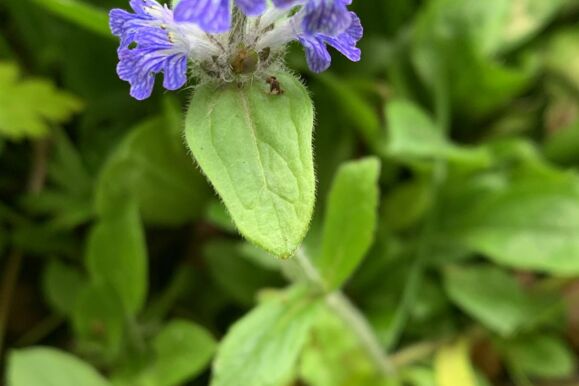 Foto Bio _ Günsel Foto Bio _ Günsel