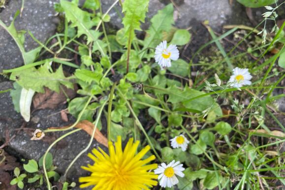 Foto Bio - Löwenzahn Foto Bio - Löwenzahn