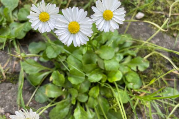 Foto Bio - Gänseblümchen Foto Bio - Gänseblümchen
