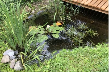 Teich Teich