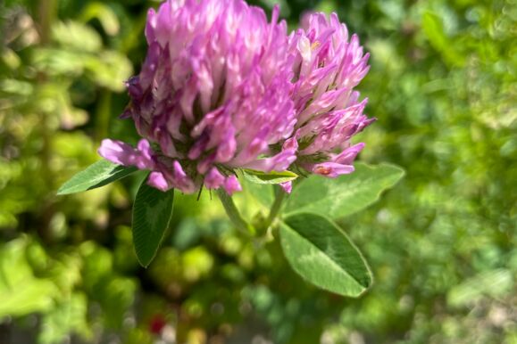 Foto Bio _Roter Klee Foto Bio _Roter Klee