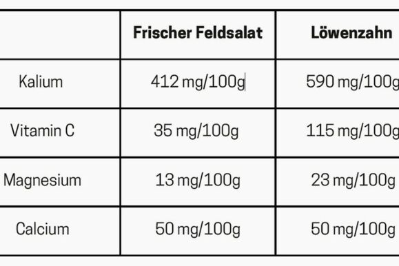 Foto_Vergleich Feldsalat vs Löwenzahn Foto_Vergleich Feldsalat vs Löwenzahn