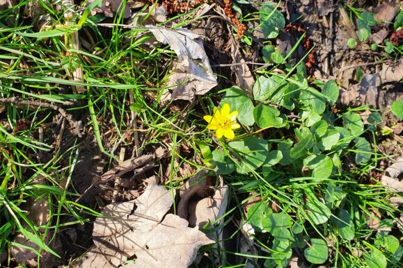 Scharbockskraut Scharbockskraut