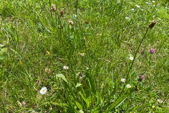 Foto Bio - Spitzwegerich Foto Bio - Spitzwegerich