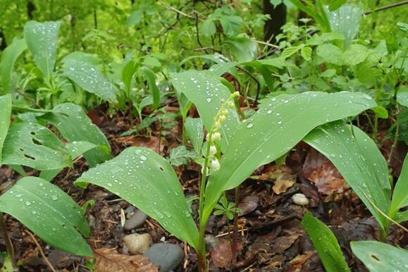 Das Maiglöckchen Das Maiglöckchen