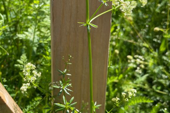 Foto Bio - Wiesenlabkraut Foto Bio - Wiesenlabkraut