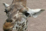 Foto Giraffe_klein