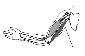 Foto Armbeuger_Ideenecke Fake-Arm