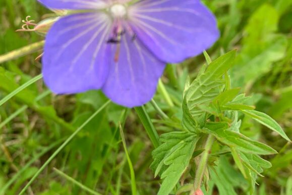 Foto Bio _Wiesenstorchschnabel Foto Bio _Wiesenstorchschnabel