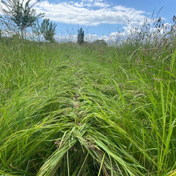 LandschaftsArt1